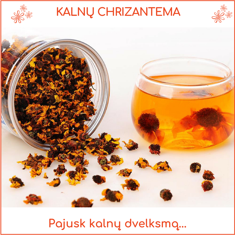 Kalnų chrizantemos žiedai