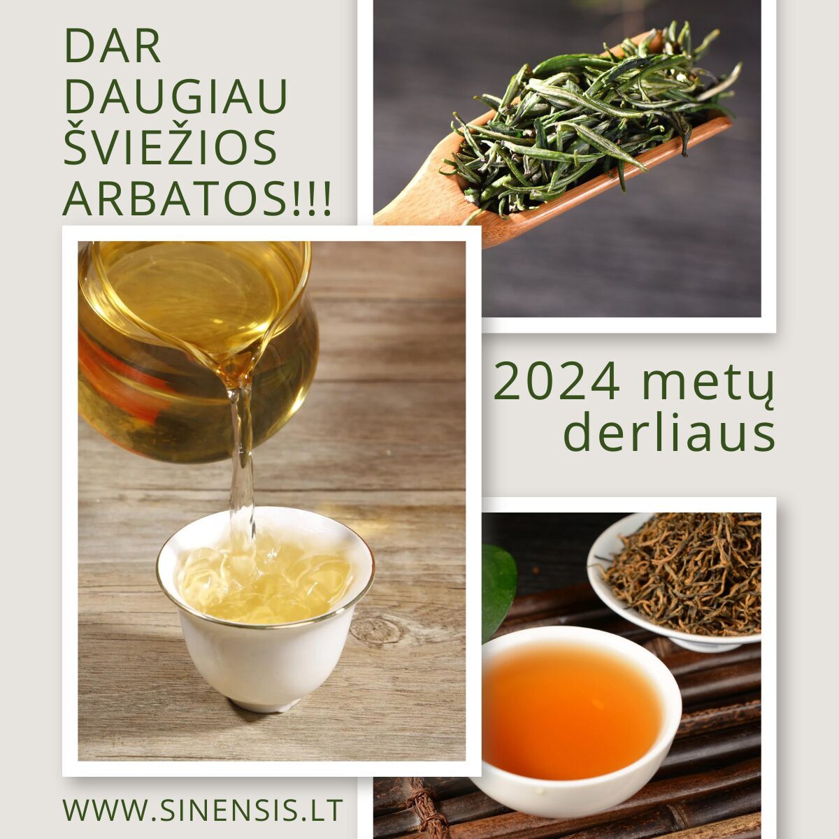 Šviežia šių metų arbata